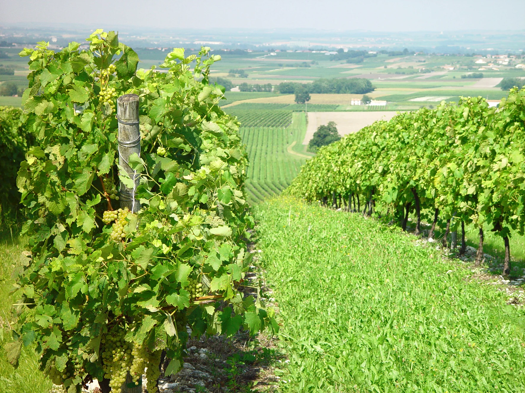 What is Cognac: A Comprehensive Guide